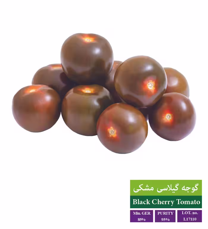 بذر گوجه گیلاسی مشکی - بذر طلایی رویان