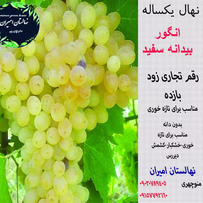 نهال انگور بیدانه سفید گلدانی یکساله تضمینی .