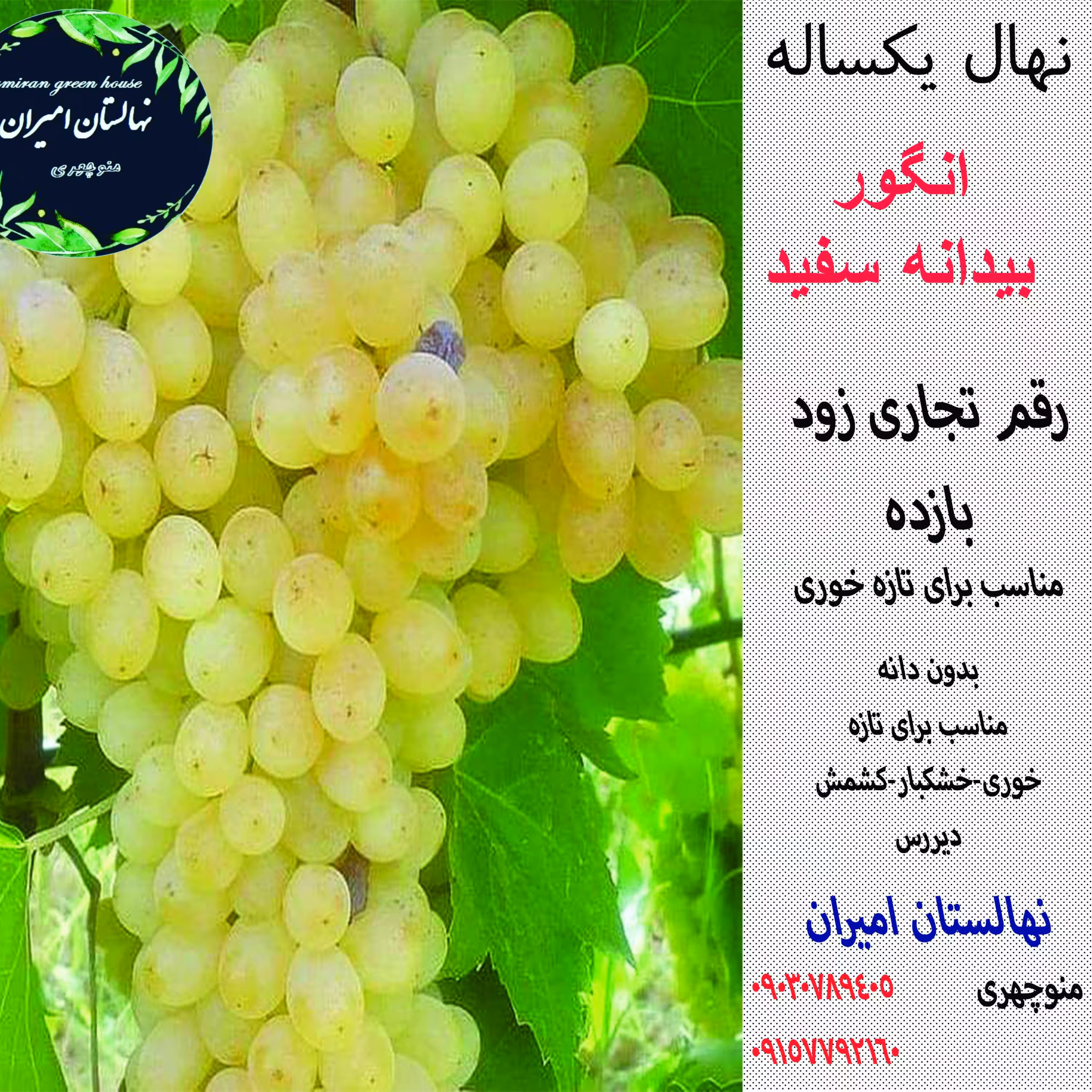 نهال انگور بیدانه سفید گلدانی یکساله تضمینی .