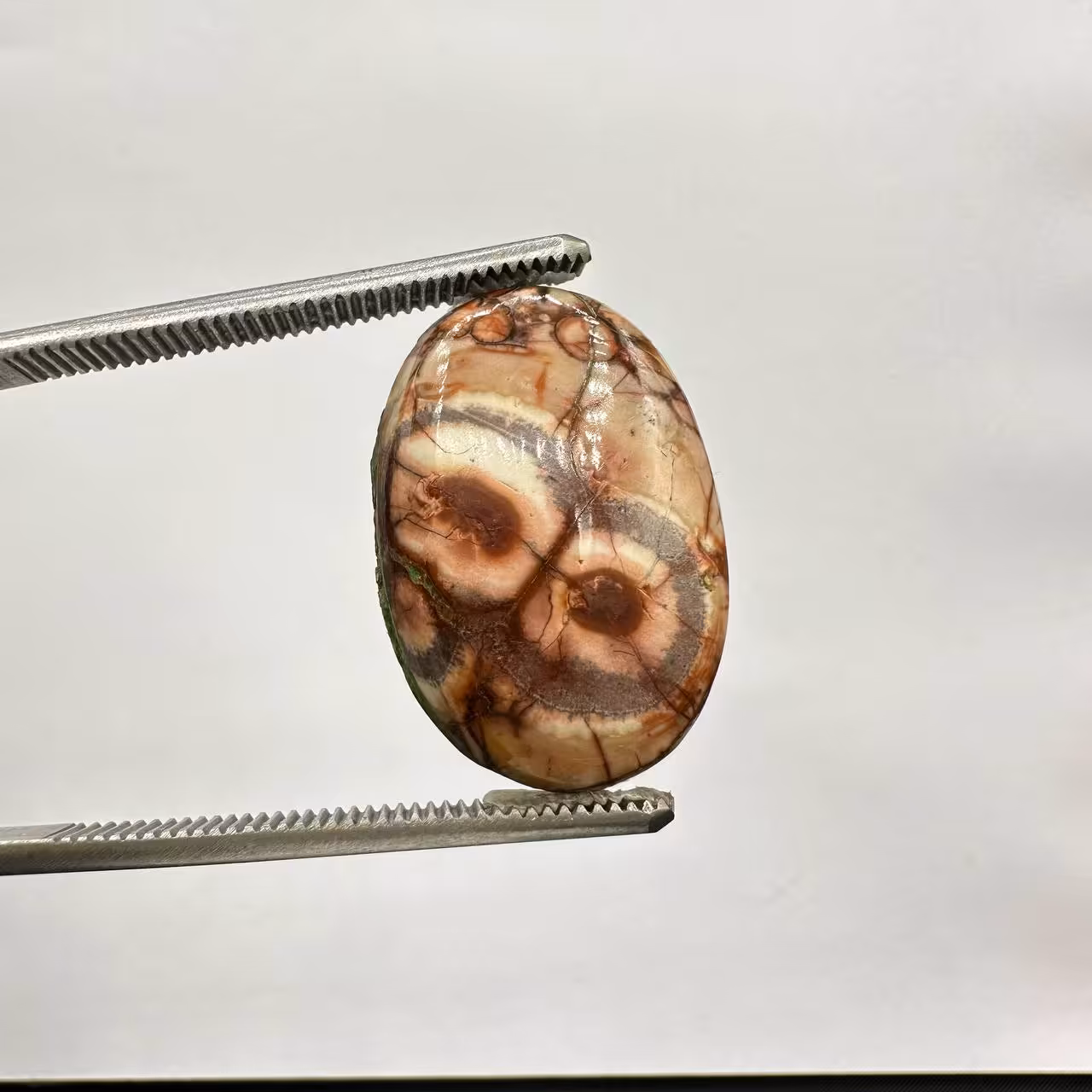 جاسپر چشم پرنده شناسه 235112