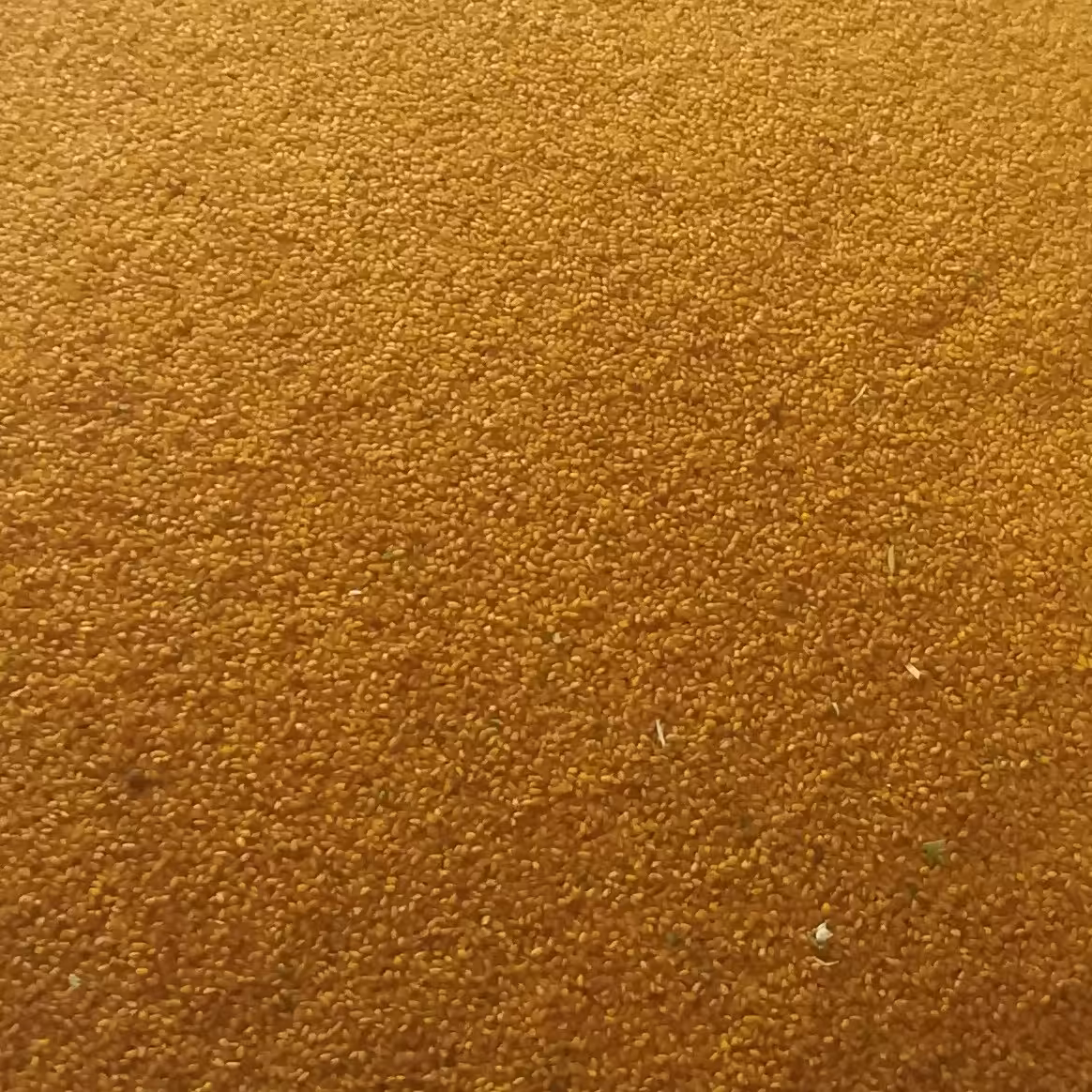 خاکشیر بسته (200 گرمی) تمیز و اعلا کیفیت عالی اقتصادی تازه و امسالی