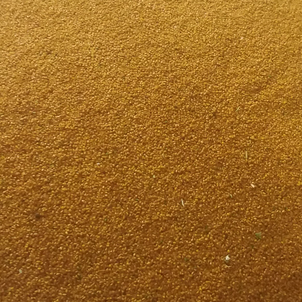 خاکشیر بسته (200 گرمی) تمیز و اعلا کیفیت عالی اقتصادی تازه و امسالی