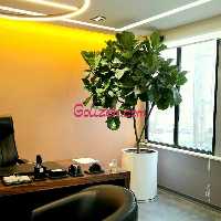 فیکوس لیراتا بزرگ