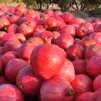 رب انار نی ریز   1کیلویی