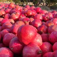 رب انار نی ریز   1کیلویی