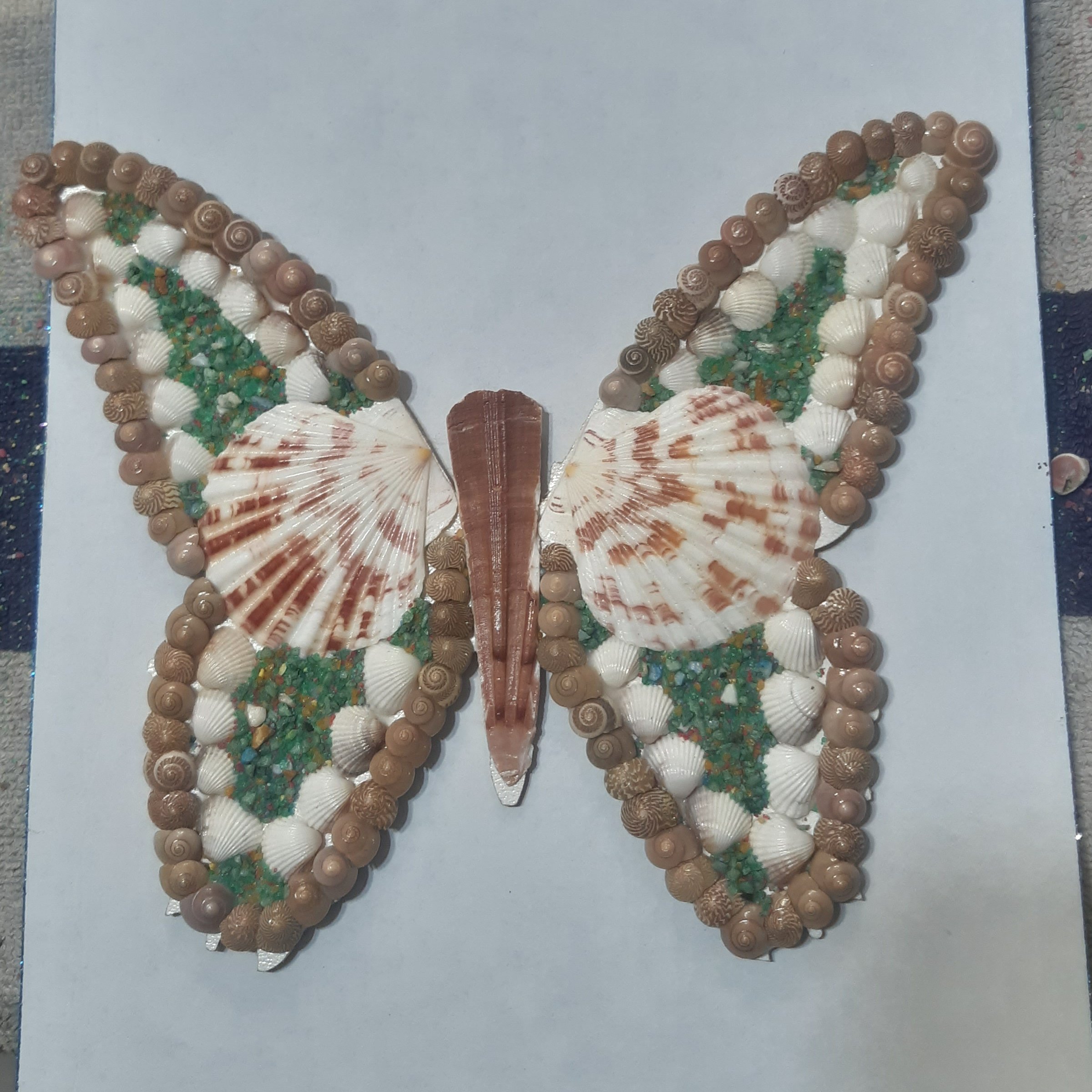 پروانه صدفی کد2