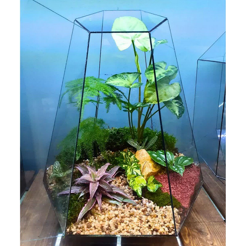 تراریوم شیشه ای چندوجهی هدیه ای خاص و ماندگار