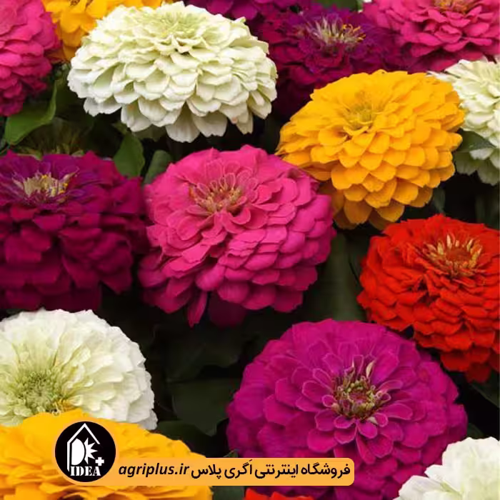 بذر گل آهار پامتوسط