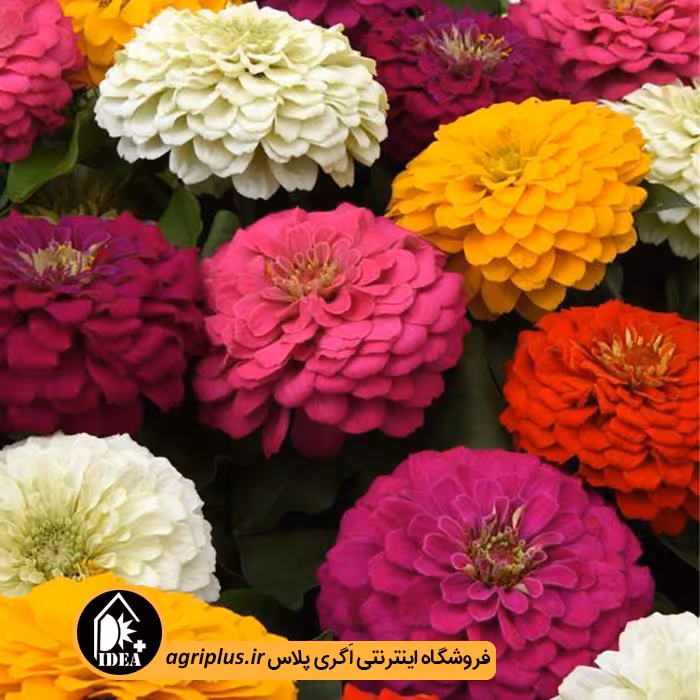بذر گل آهار پامتوسط
