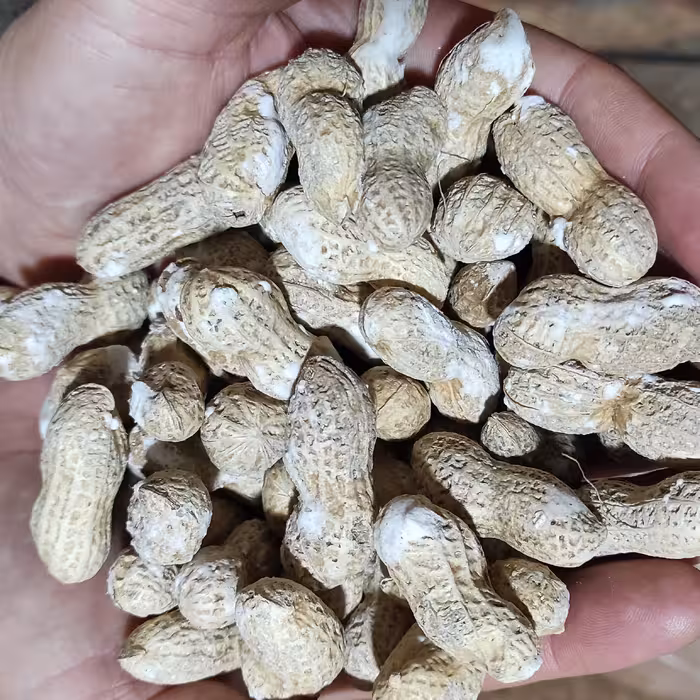 بادام زمینی غلاف شور کم نمک تبرک مغان لوکس و درجه یک  10 کیلویی غلافشور ، بادام شور ، با غلاف