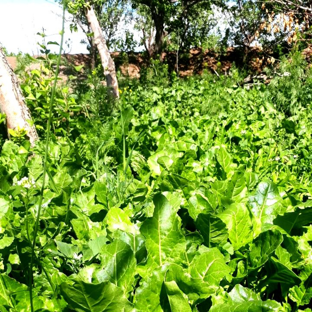 برگ چغندر خشک شده 50 گرمی