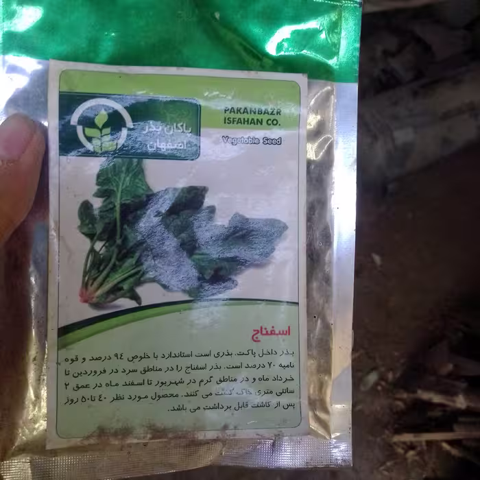 بذر اسفناج ایتالیایی