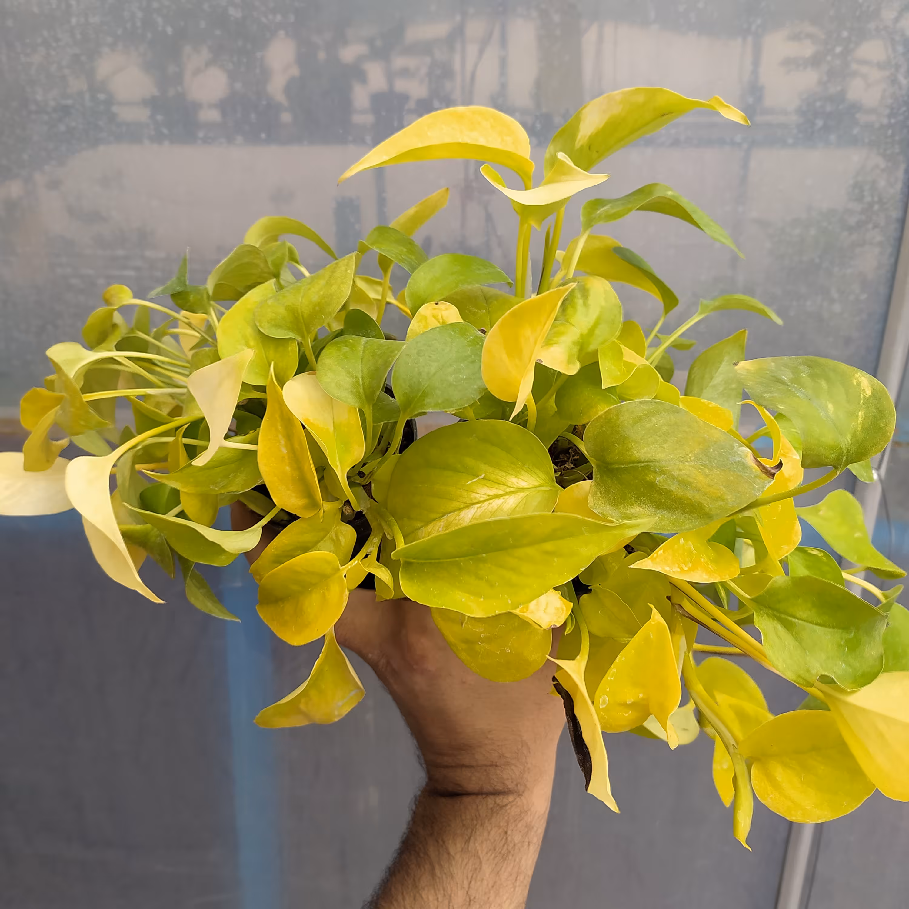 پتوس سبز و نئون گلدون 10 پلاستیکی