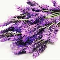اسطوخدوس درجه یک 50گرمی