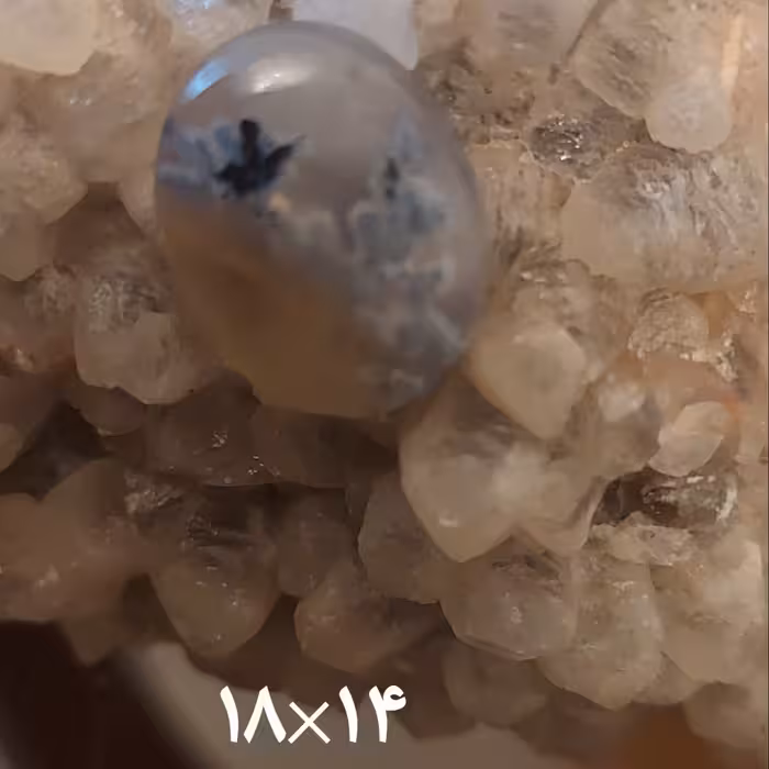 نگین شجر زیبای قائن با درختان طوسی و مشکی بسیار خاص و تک و کلکسیونی