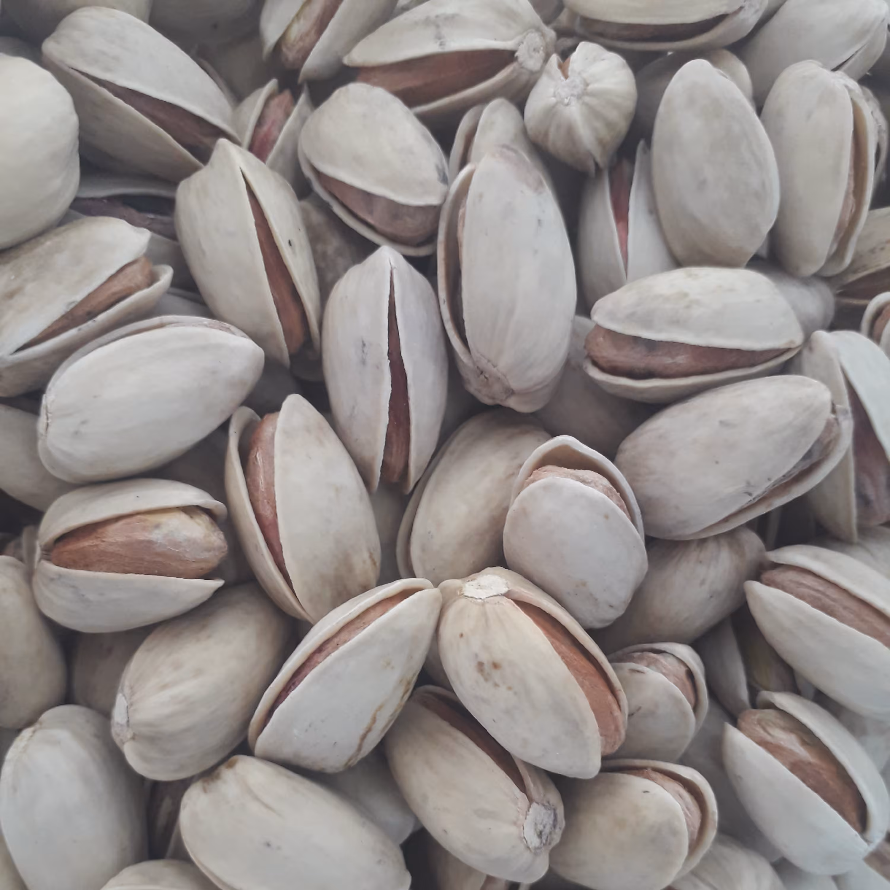 پسته اکبری آجیلی درشت دهن باز نیم کیلویی درجه یک اعلا