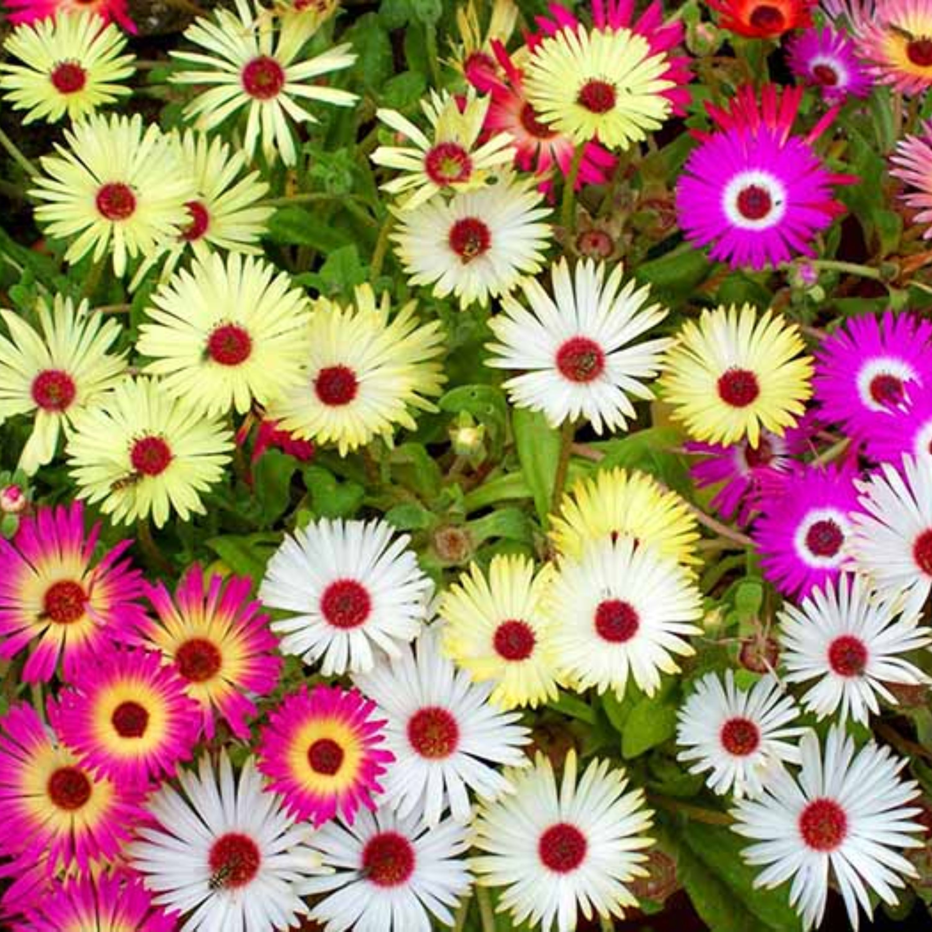 بذر گل یخ در بهشت رنگارنگ آمریکایی - بسته 50 عددی