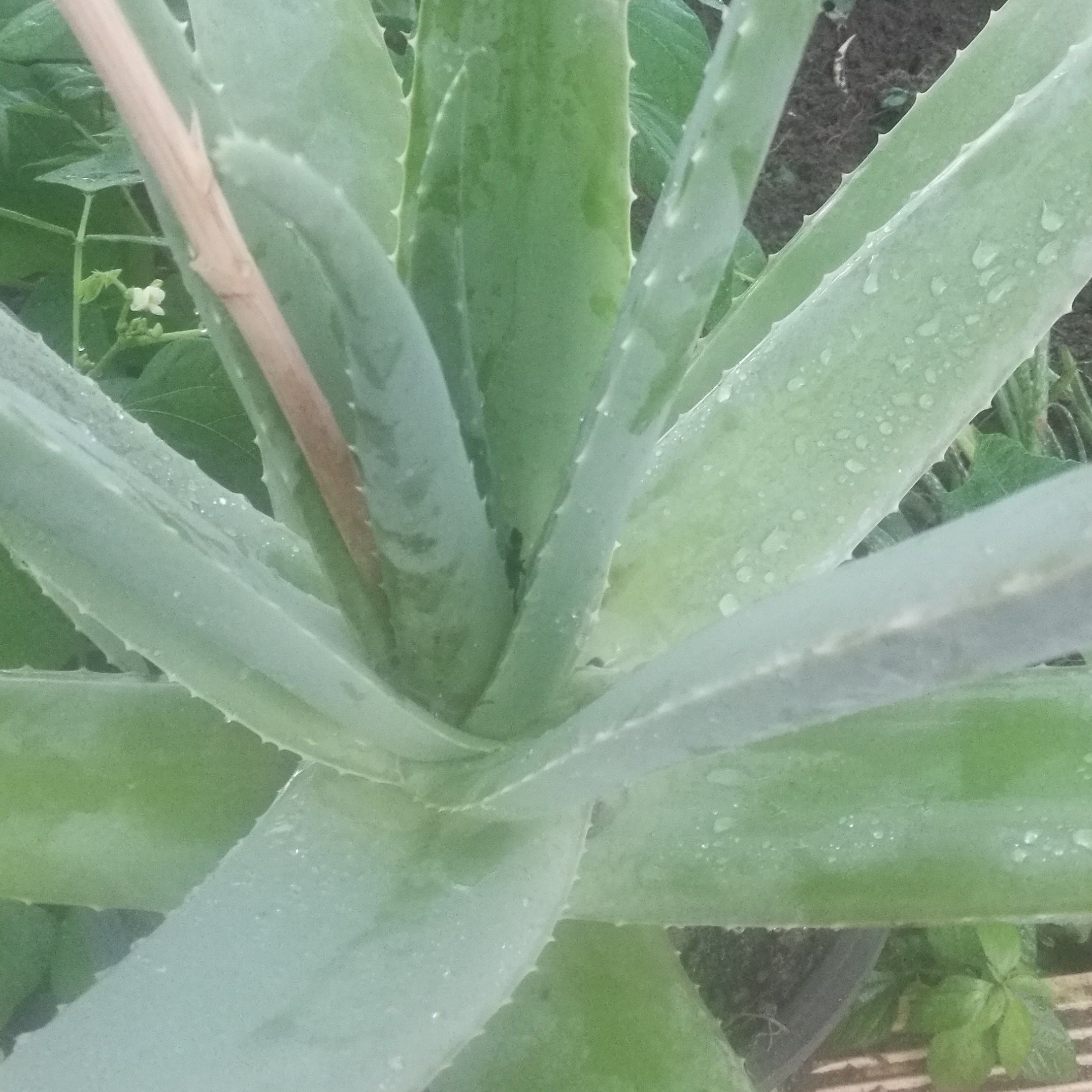 برگ آلوئه ورا (1 کیلو)