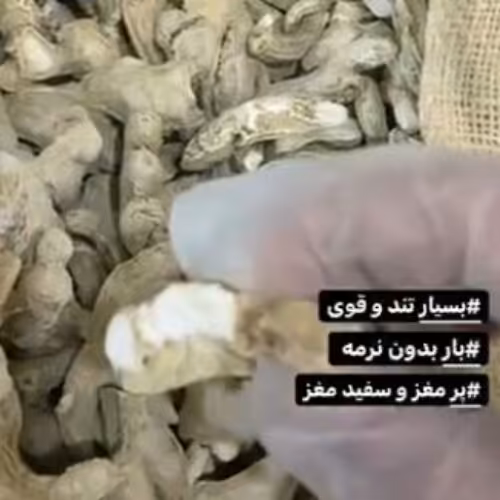 زنجبیل هندی ساب