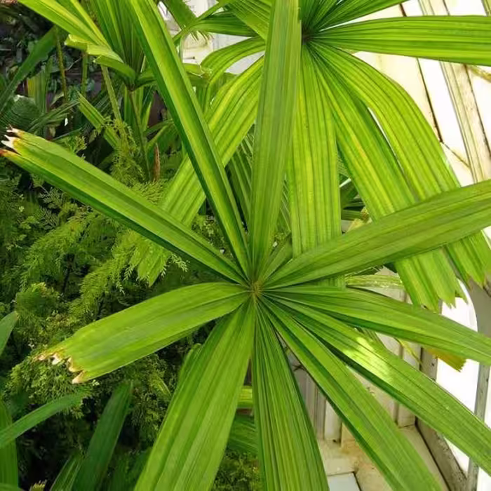 2 عدد  بذر نخل کوتوله سوزنی - Mangrove Fa