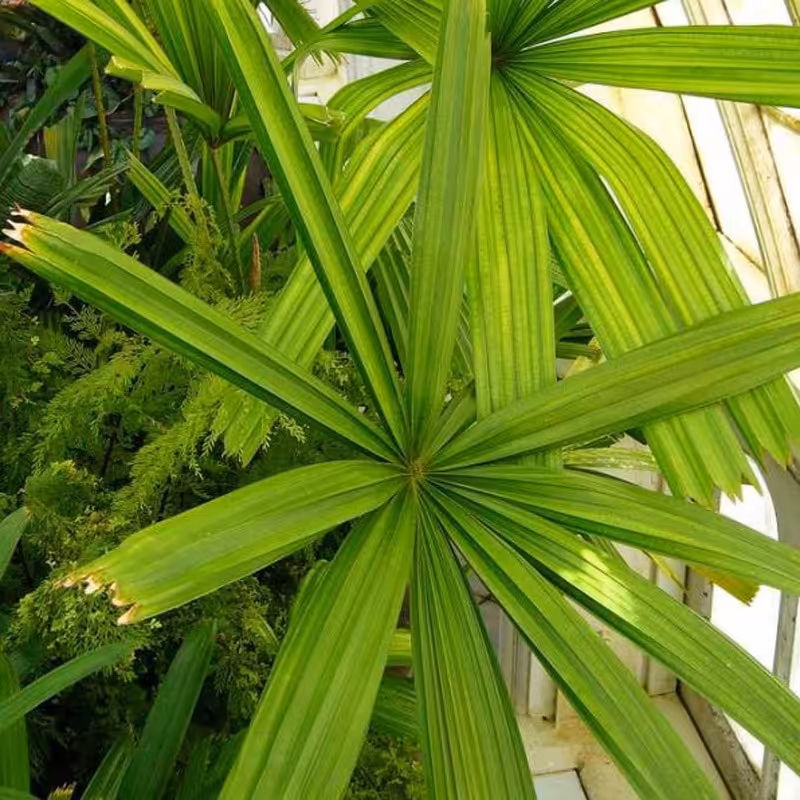 2 عدد  بذر نخل کوتوله سوزنی - Mangrove Fa