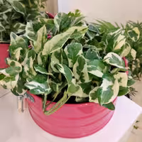 پتوس سفید در گلدان فلزی گالوانیزه ضد زنگ