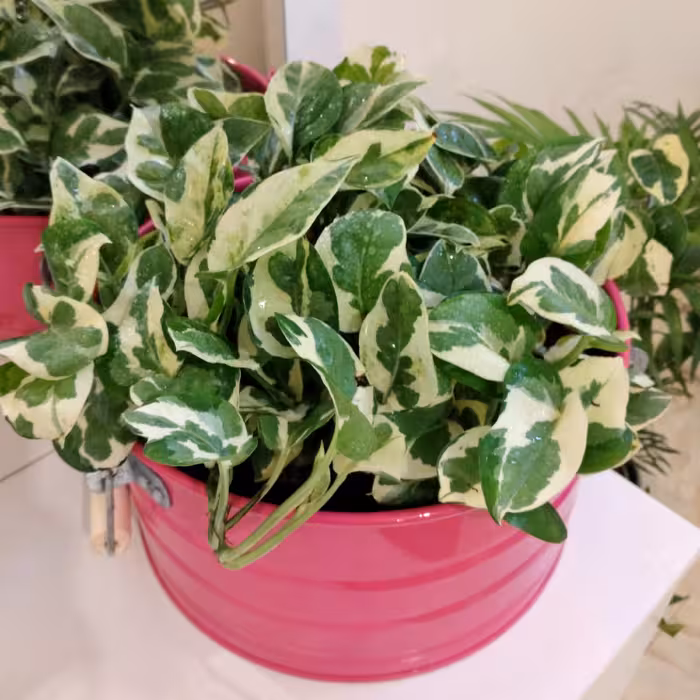 پتوس سفید در گلدان فلزی گالوانیزه ضد زنگ