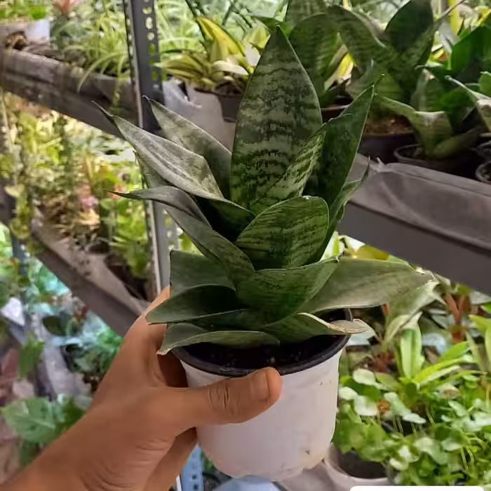 سانسوریا پاکوتاه گلدان سایز  10