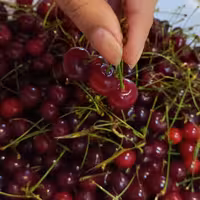 کیک میوه های فصل(500گرمی)ارسال به صورت پس کرایه