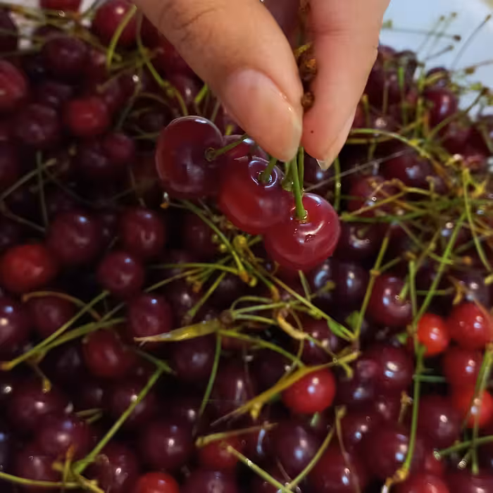 کیک میوه های فصل(500گرمی)ارسال به صورت پس کرایه