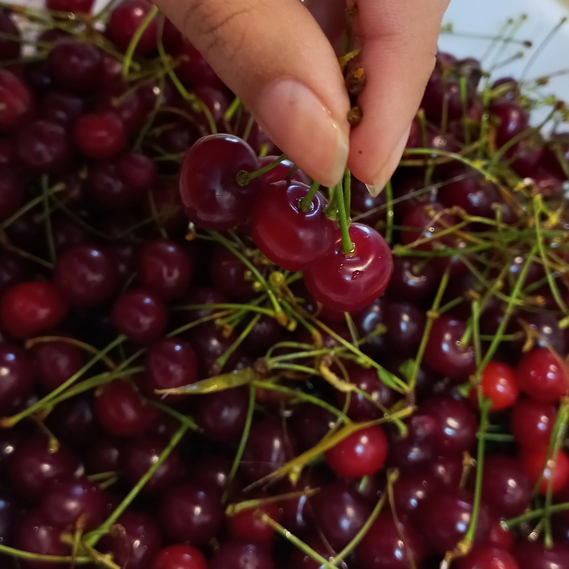 کیک میوه های فصل(500گرمی)ارسال به صورت پس کرایه