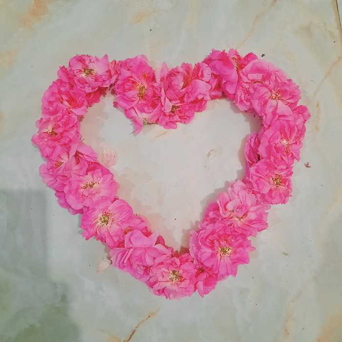 گلاب میعاد (نیم لیتری- بسته 20 عددی)