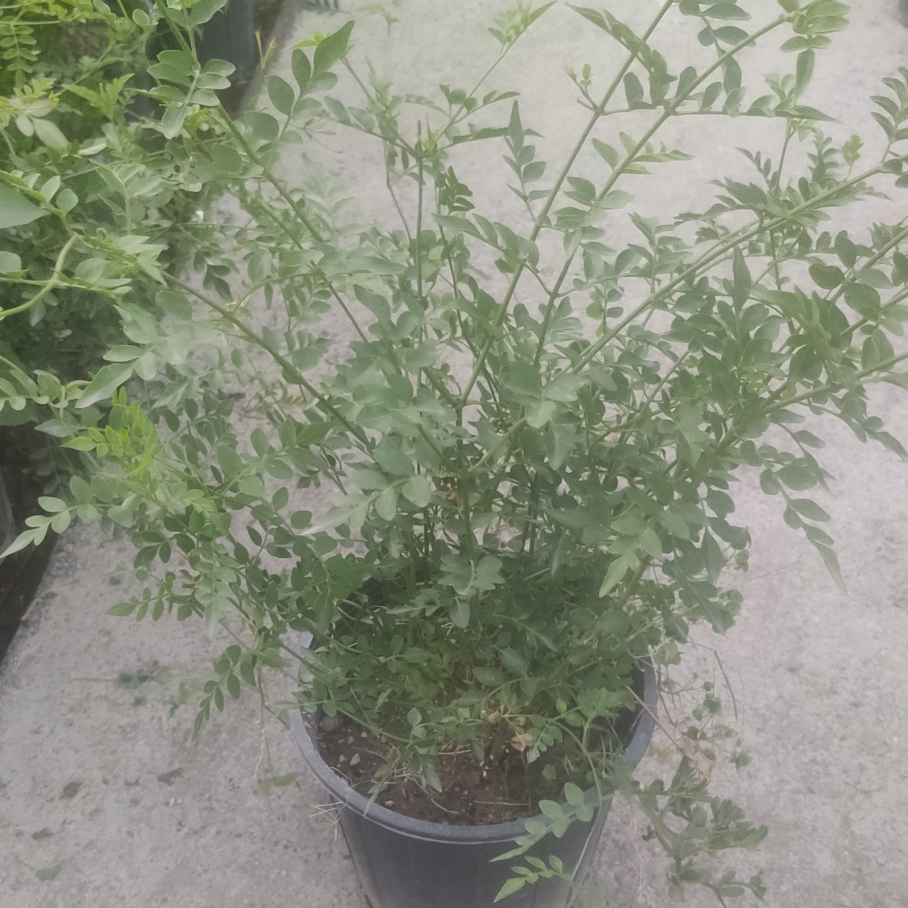 یاس چمپا سطل 7 خوشبوترین نوع گل یاس پک 3 عددی
