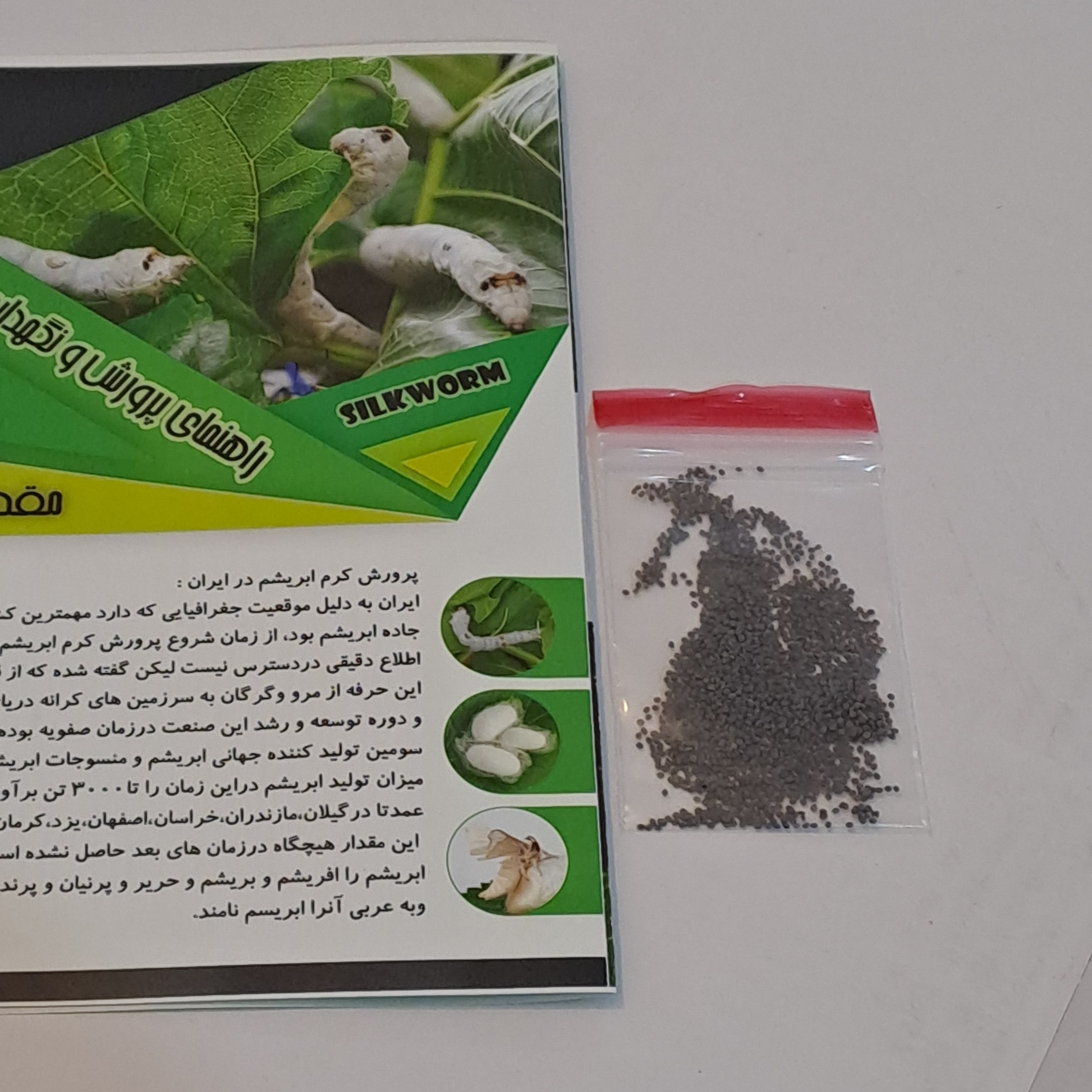 بسته ی آموزشی هزار عددی تخم کرم ابریشم نوغان