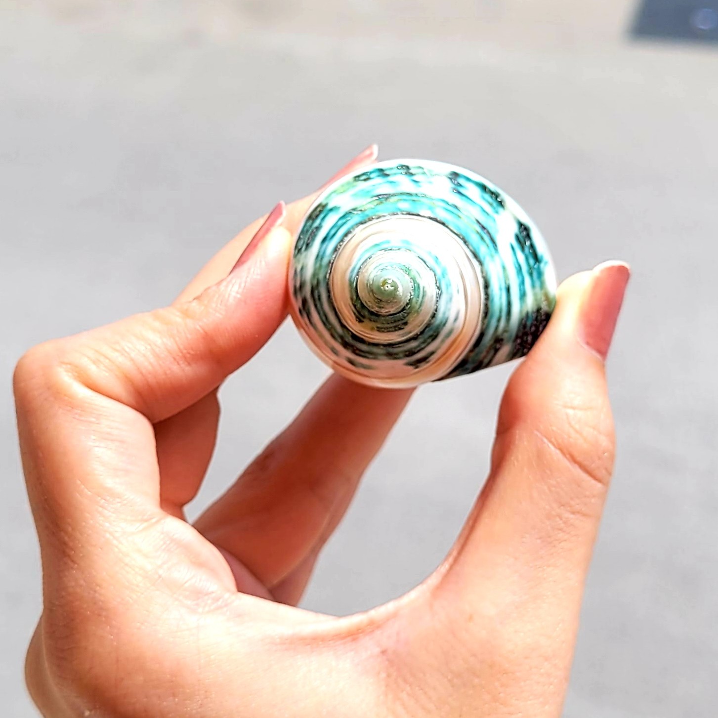 حلزون سبز براق