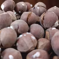 فندق بوداده و تازه برشته شده اشکورات محصول سال 1401 