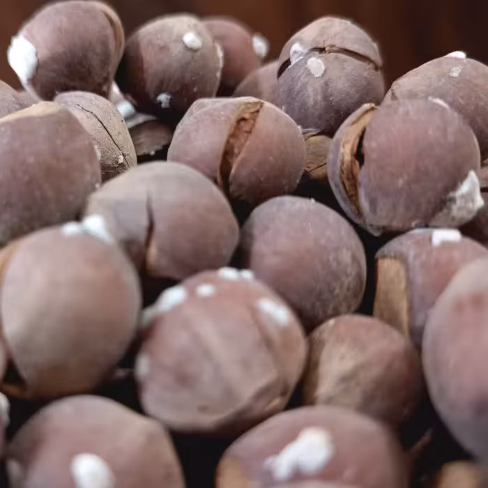 فندق بوداده و تازه برشته شده اشکورات محصول سال 1401 