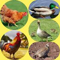 مرغ دنکرز محلی ارگانیک دنکرز 