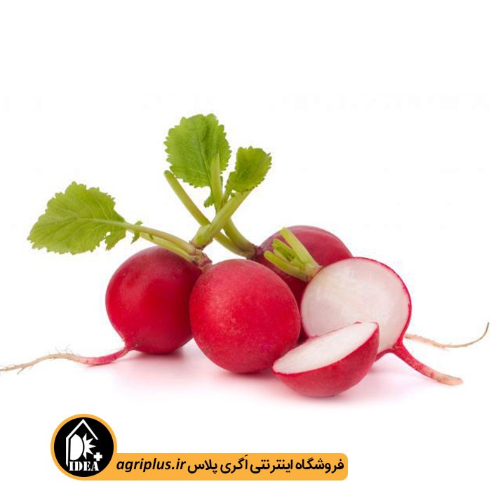 بذر تربچه گرد بسته بندی خانگی