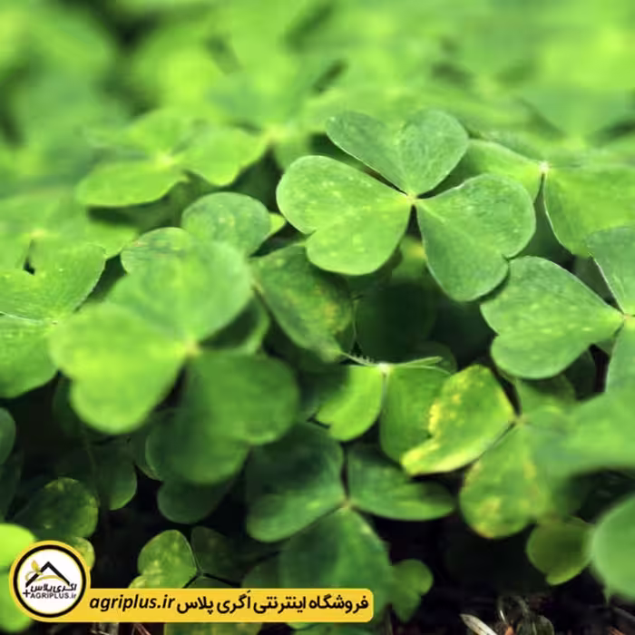 بذر شبدر