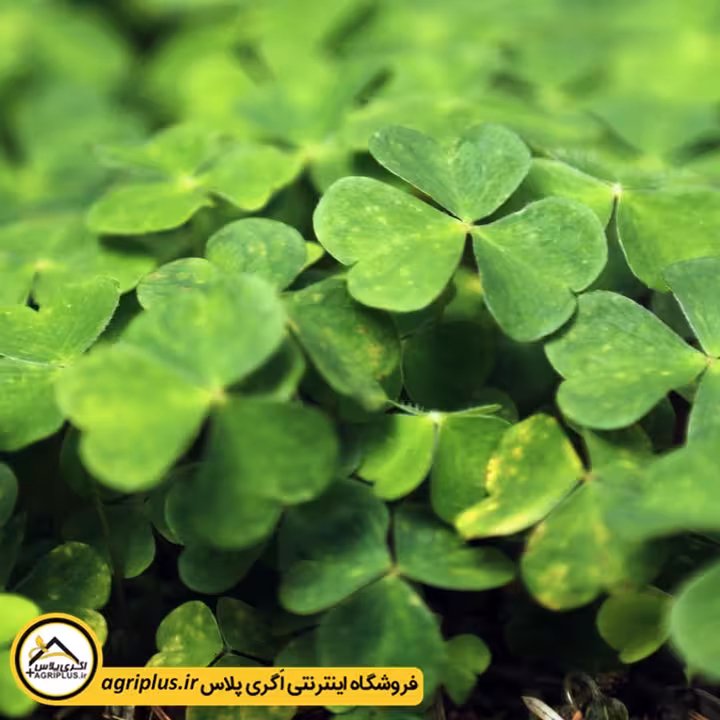 بذر شبدر