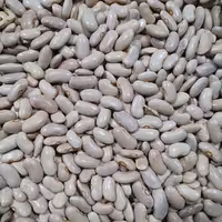 لوبیا کشاورزی 900 گرمی بارفروش