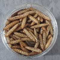 لارو خشک شده مگس سرباز  سیاه 45 گرمی