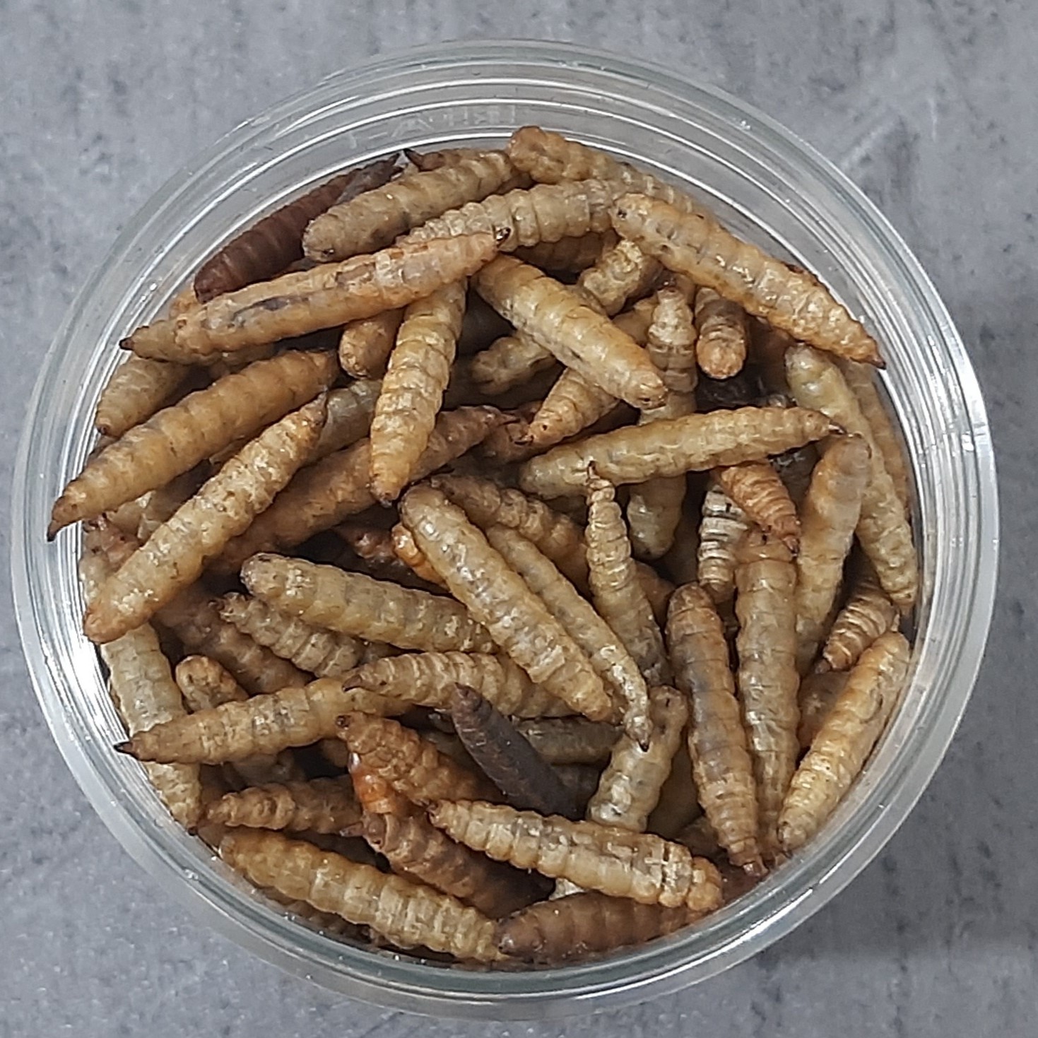 لارو خشک شده مگس سرباز  سیاه 45 گرمی