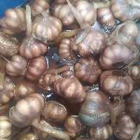 سیر ترشی محلی فراوری شده  از زمین های حاصلخیز  دشت مغان