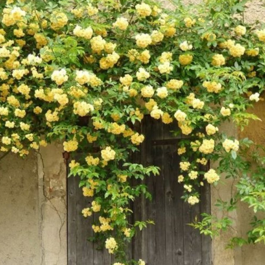 گل آبشار طلایی رونده