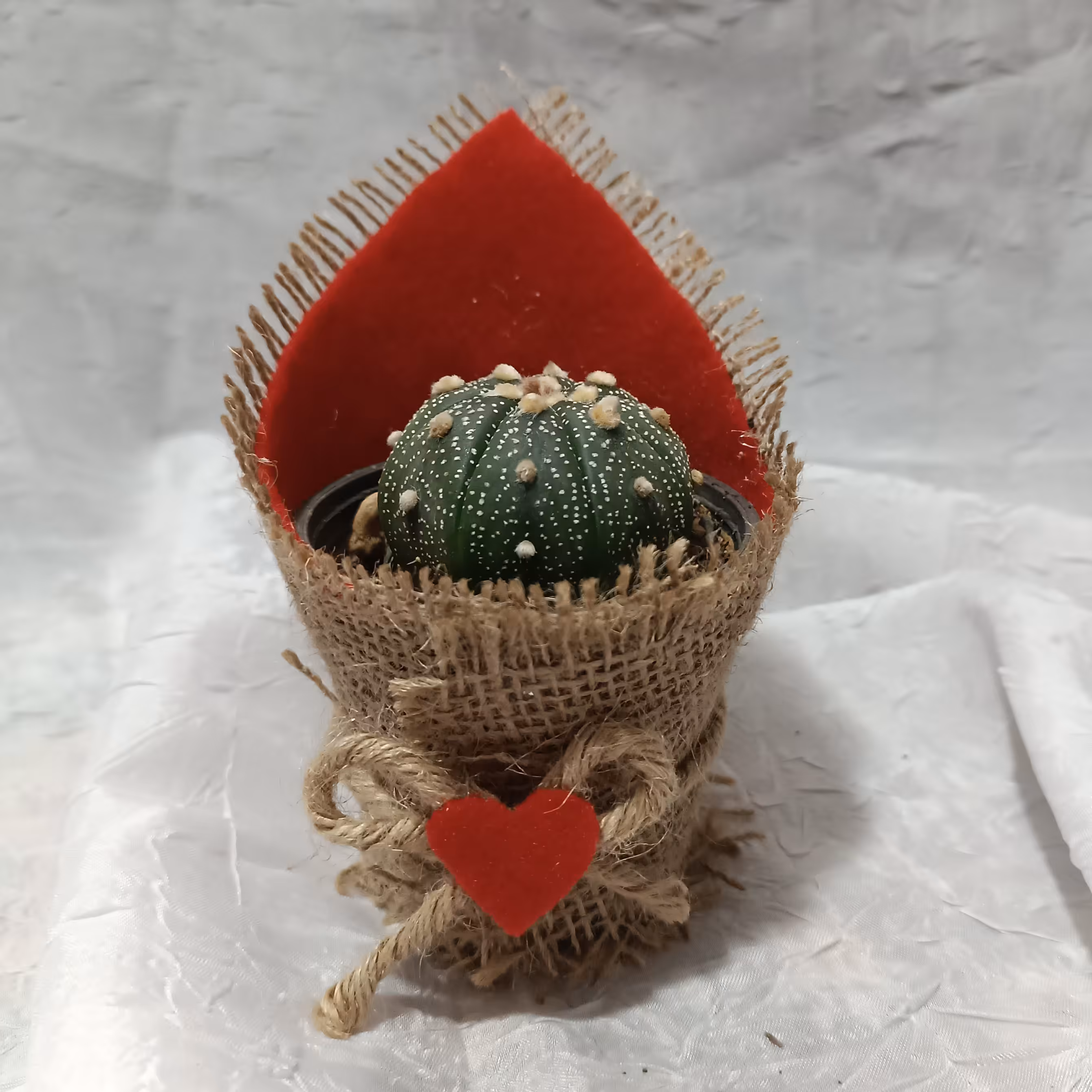 کاکتوس(آستریاس نیشیکی) هدیه ولنتاین 