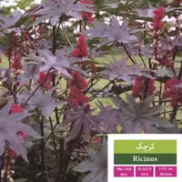 بذر گل کرچک بذر طلایی رویان