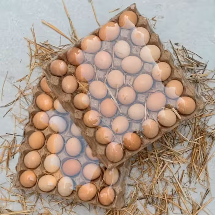 تخم مرغ محلی،اُرگانیک و بدون آنتی بیوتیک 30عددی