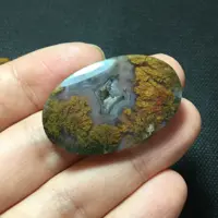 شجر ناب سه قلعه ( منظره جنگلی رنگارنگ) 
